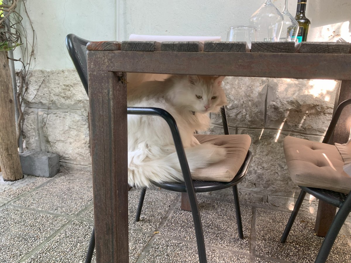 Check out this fluffy white cat we met at a very nice Michelin restaurant not so far from the Lodge..