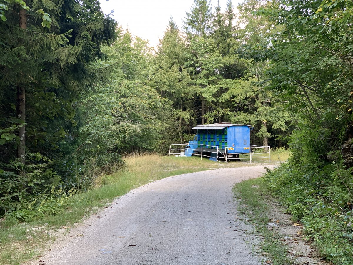 You can see these mobile bee hives all over the place, this on is on a biking track on local mount Nanos..