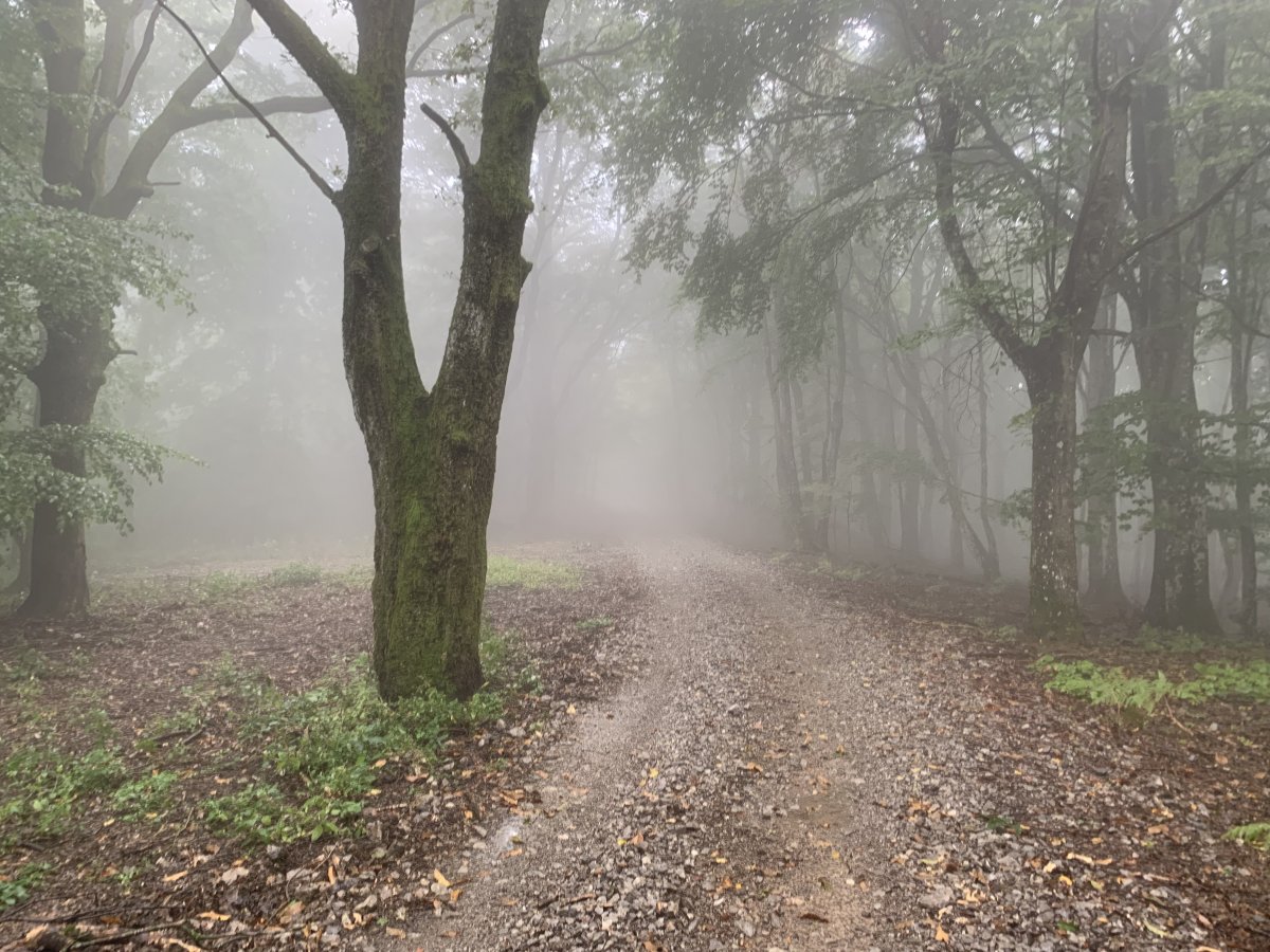 A misty scary enchanted forest on a hike in the Brkini..