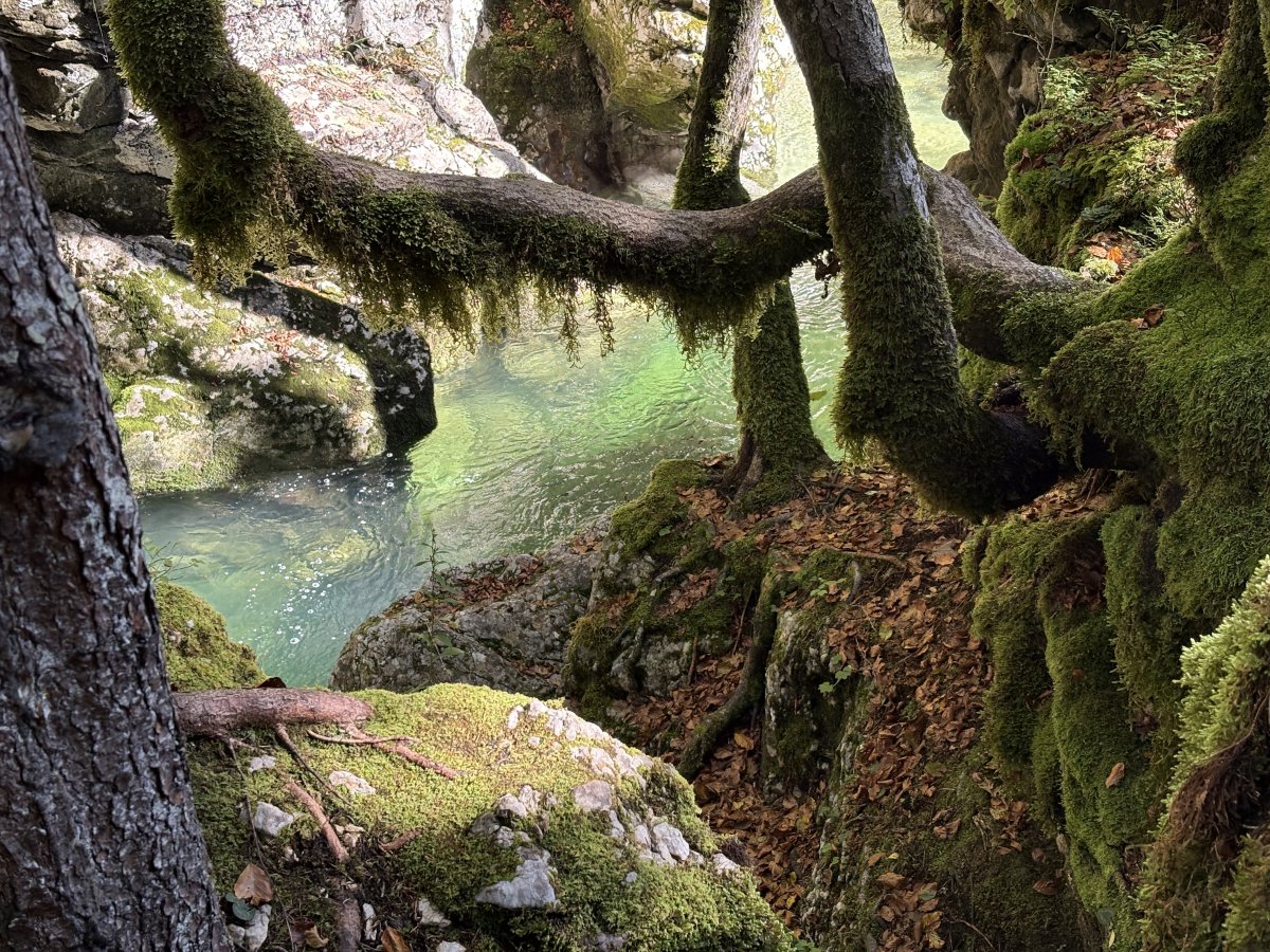 Another one of those photos where you can hardly believe you are in Europe, but you ARE here in little old Green Slovenia..