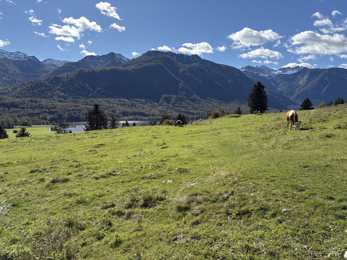 Cows munch grass next to the car park and that is the start of Lake Bohinj down there below..