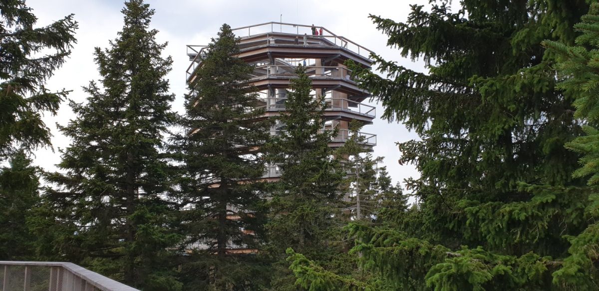 Tree Top walk on Rogla