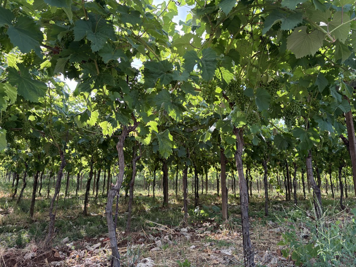 Grapes growing in the Teran wine region..