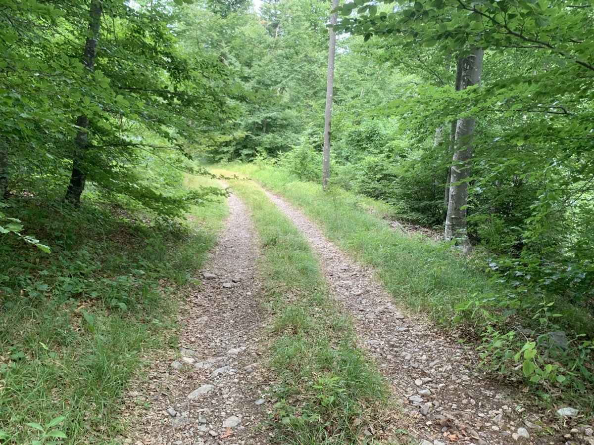 it is so relaxing biking alone in green forests like these on tracks that feel they were made just for you..