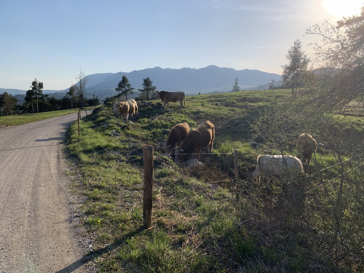 it is NOT all forest, plenty of viewpoints up the mountain, this one back to the start of the Dinaric Alps, Nanos..