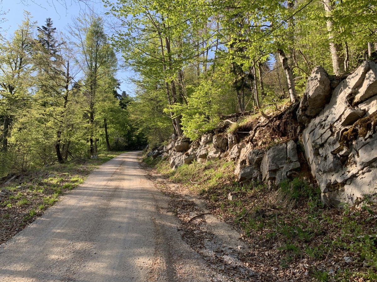 5. St Lawrence Mountain Forest ride..