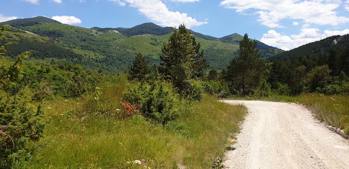 it really is another green world up here on top of Nanos..