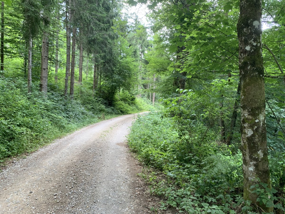 amazing forest bike back home to the Lodge..