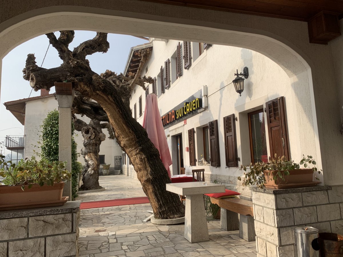 Fantastic old trees, in the summer this terrace is packed with tables..