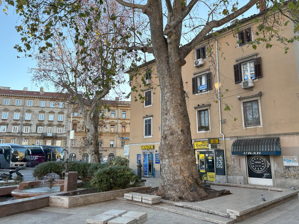 wonder when these trees were planted..