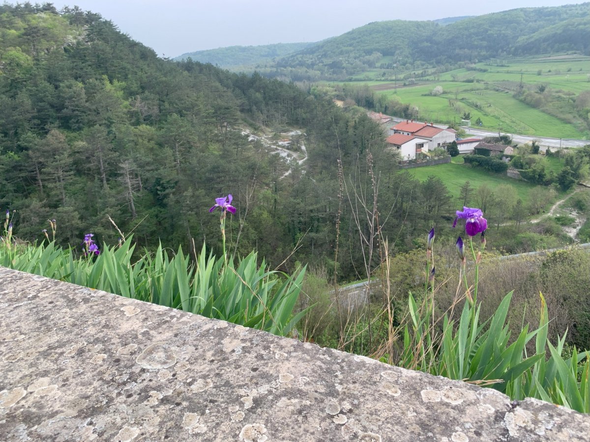 Spring time is Iris time in Green Slovenia..