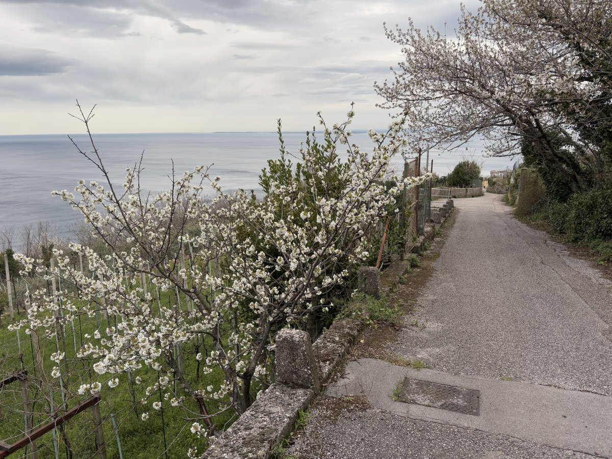 Spring blossoms and lots of little vineyards hang off this huge sea cliff..