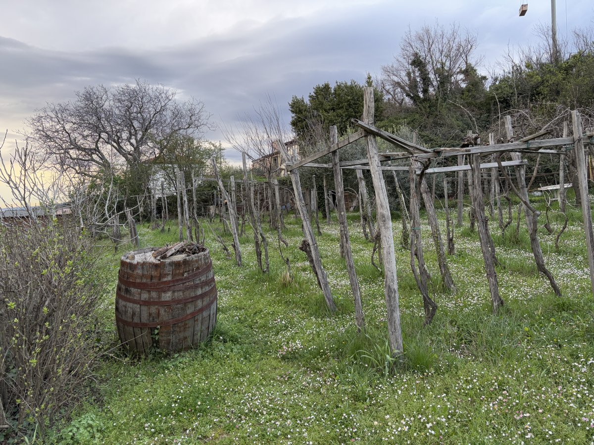 Amazingly, Katrin works the entire vineyard alone and with no machines..