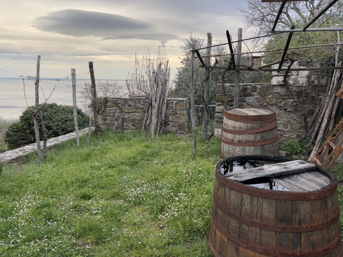 Wine Tasting in Prosecco