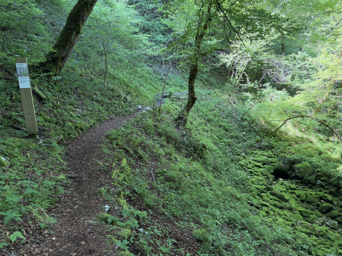 Higher trail above the Pod Pečmi largest spring, for when the water is gushing out below..