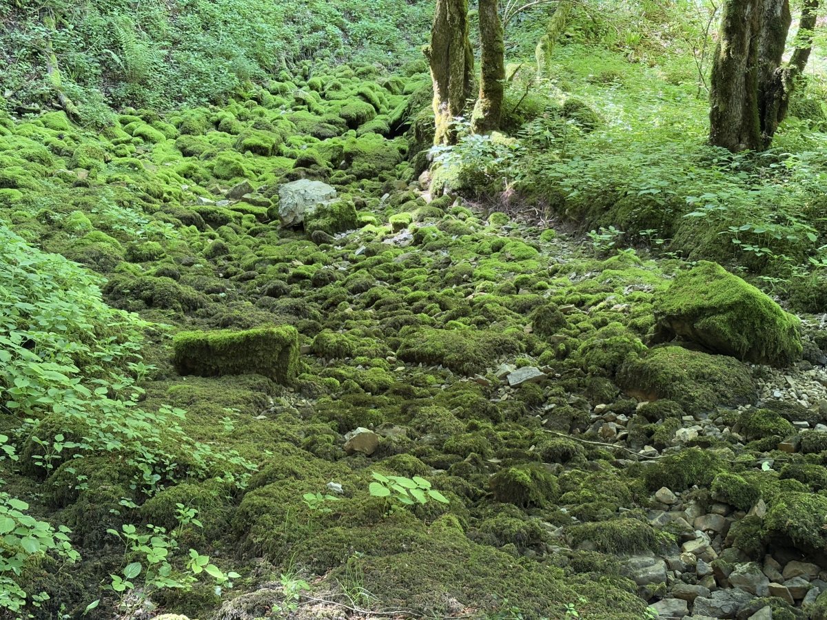 This spring is the very start of the Cerknica Disappearing Lake in this far corner..