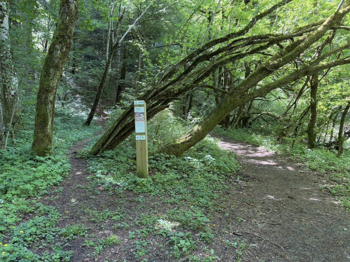 At Pod Pečmi you can go left UP above the spring or right, directly to the spring, if possible we suggest you see both..