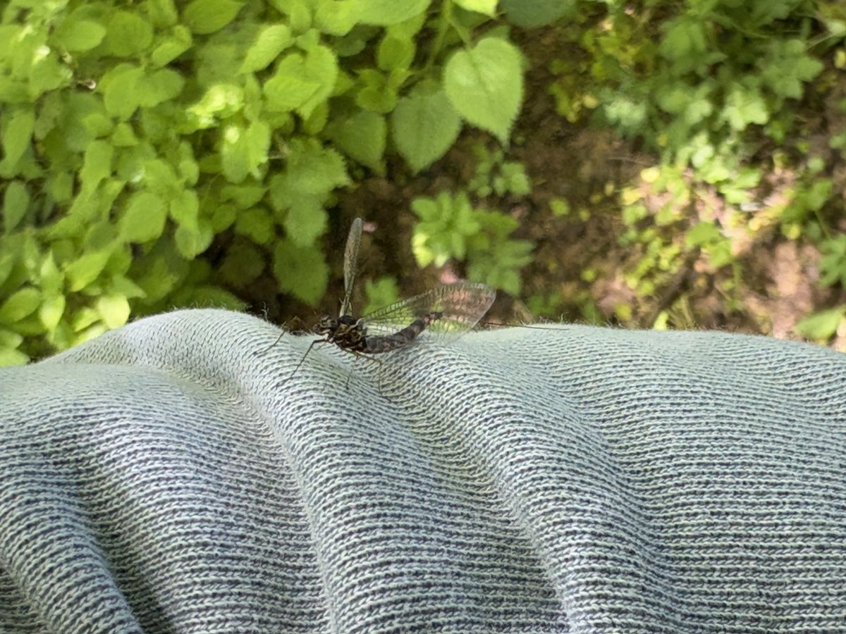 One of the Mayflies landed for a rest, they have tiger like stripes..