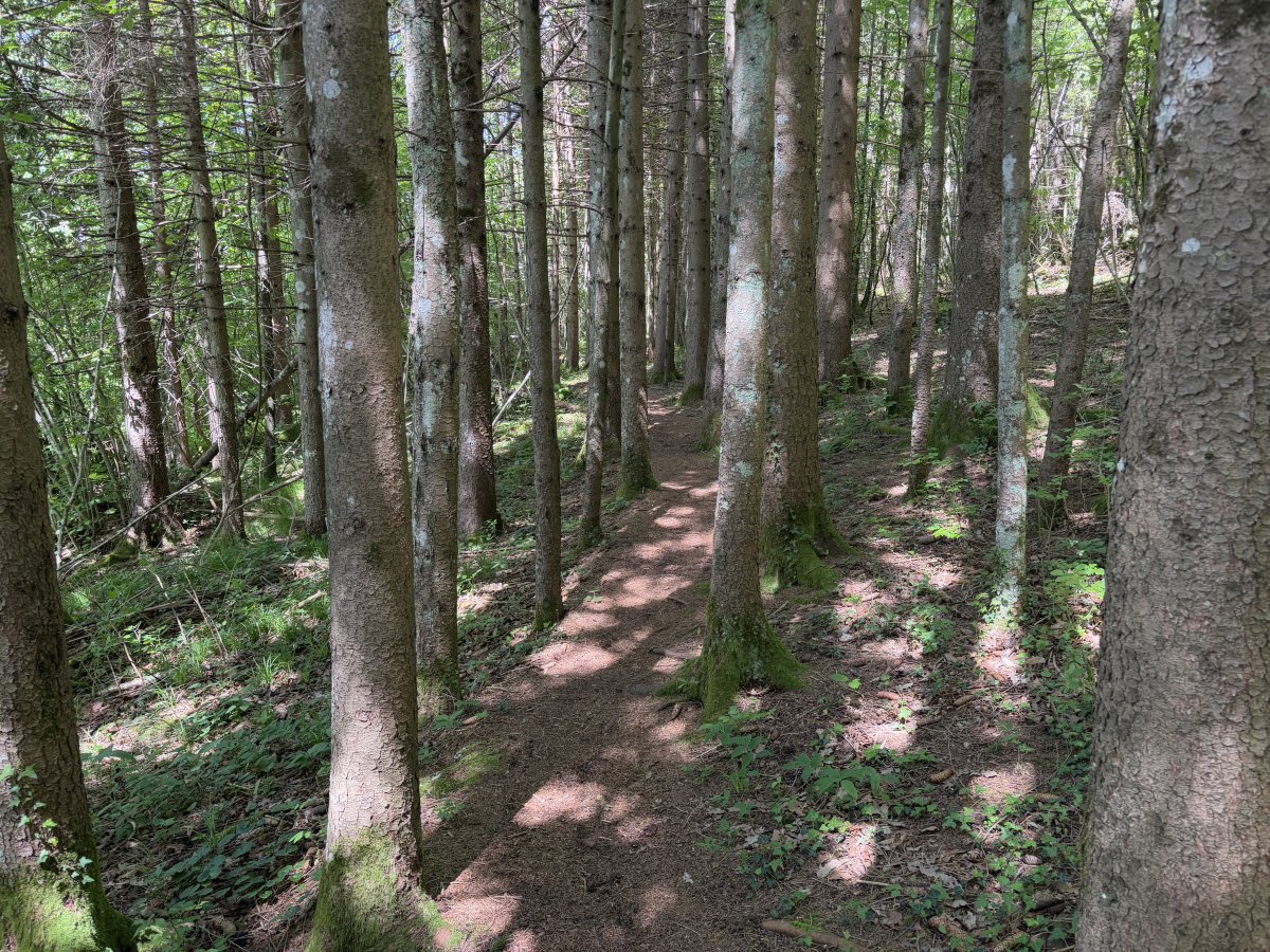 This is also a stunning forest walk..