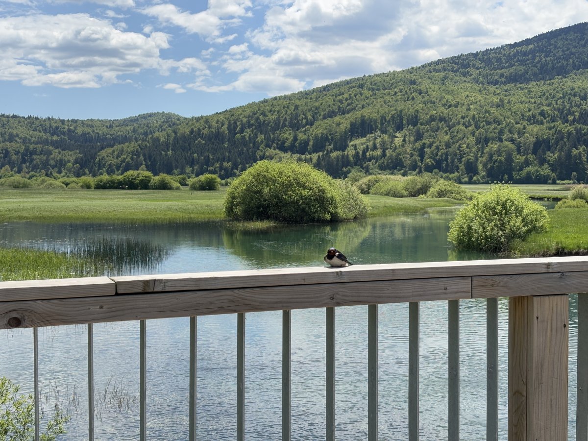 These birds were dive bombing into the river, then drying their wings in the sun on the bridge..