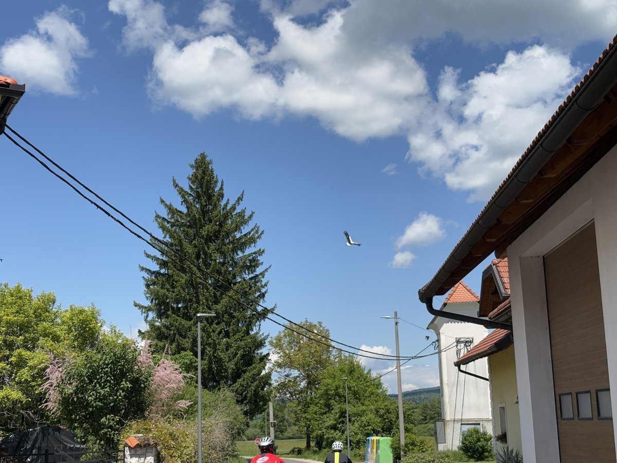 A parent stork flies back to the nest.. This was pretty much the icing on the cake for an epic walk..