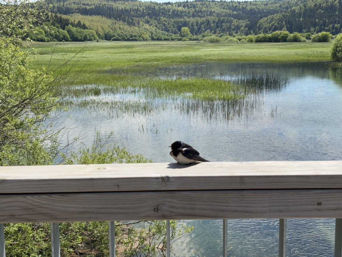 Hike the Far Corner of the Cerknica Disappearing Lake