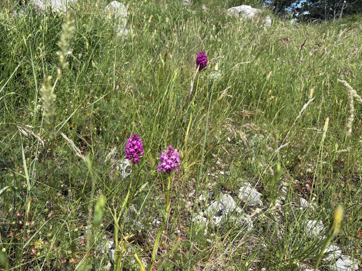 Orchids growing on the top edge of the cliff..