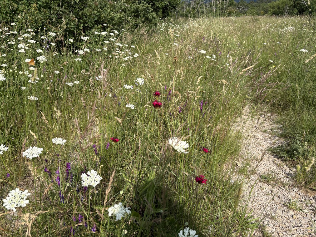 This track was overgrown with flowers at the end of spring..