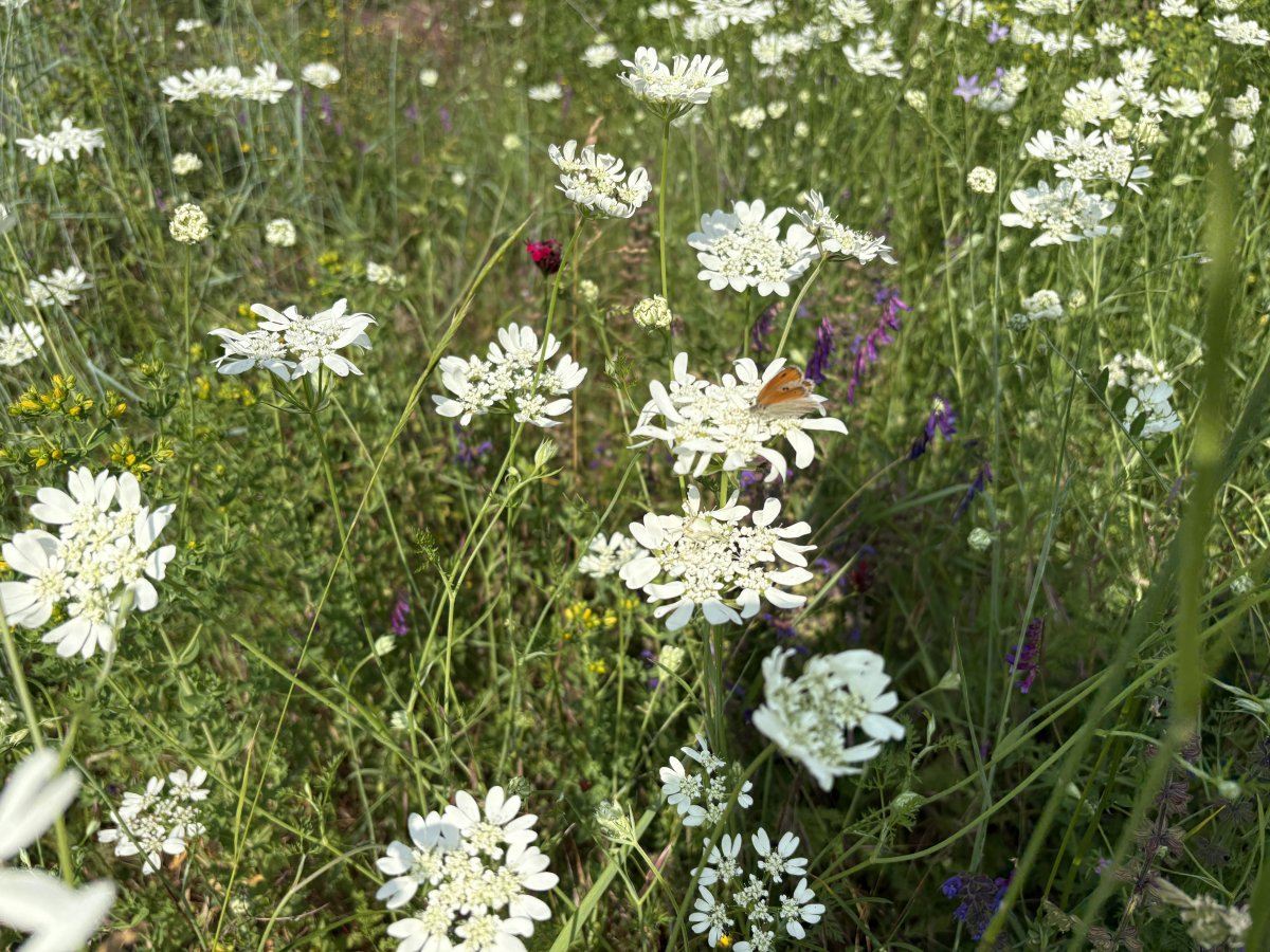 At last we got at least one photo of a butterfly.. There were so many different ones floating around here..
