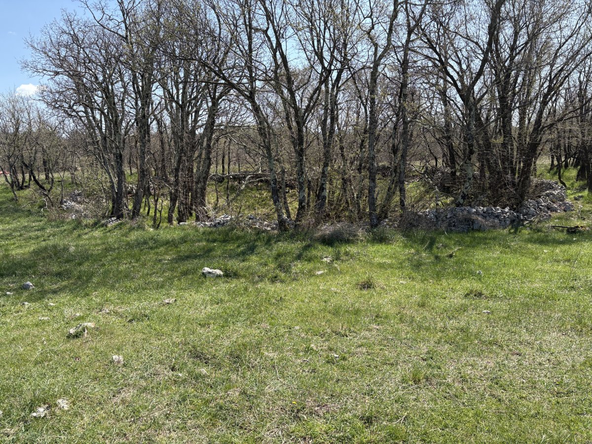 A magic fairy ring built with Karst stone around a little copse of trees on the way to the cliff..