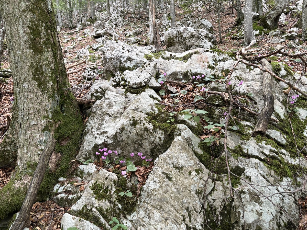 Typical Karst rock formation hugging trees and pretty flowers popping out of the cracks..