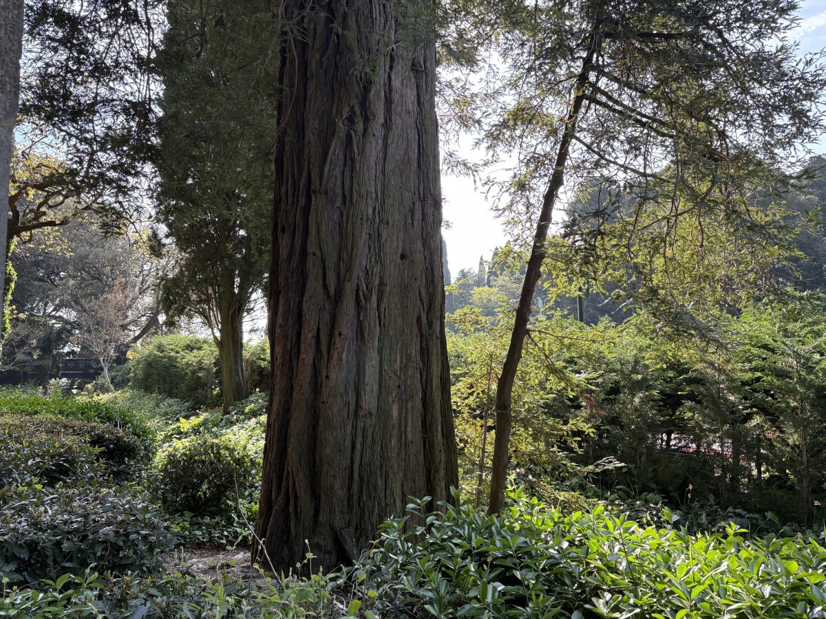 Lieterally one of the highlights in the garden is this 30m tall Giant Sequoia tree, what a beauty..