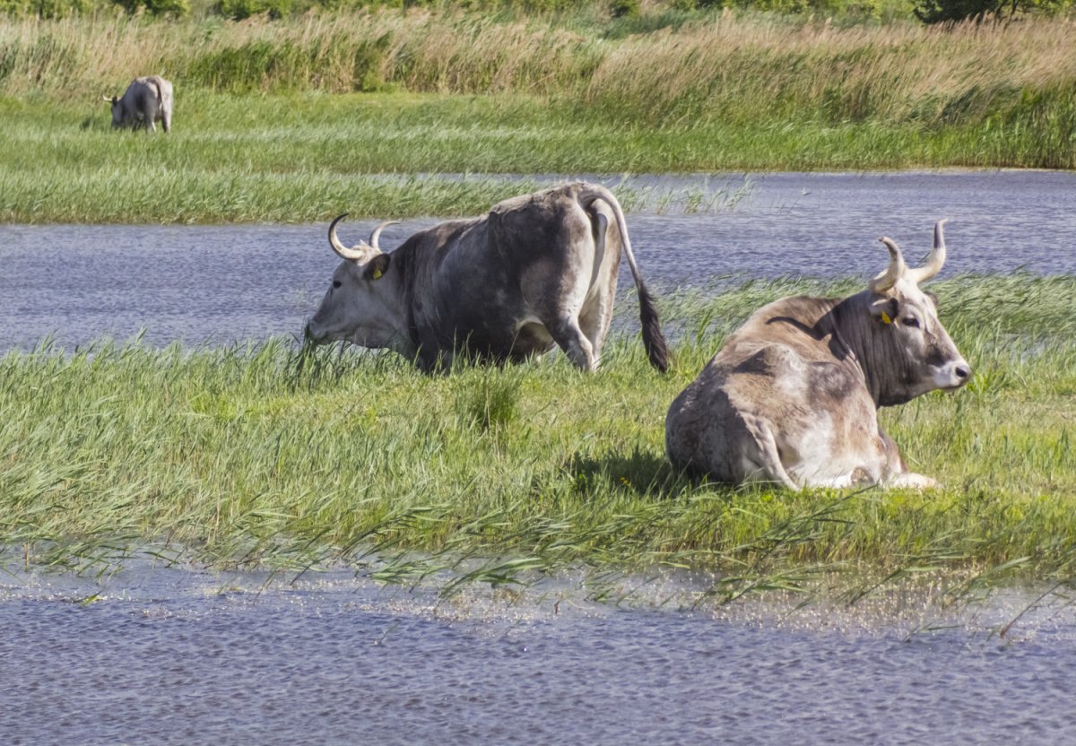 And you will need a good camera to get a shot like this, so thanks agian to our local friend for this photo..