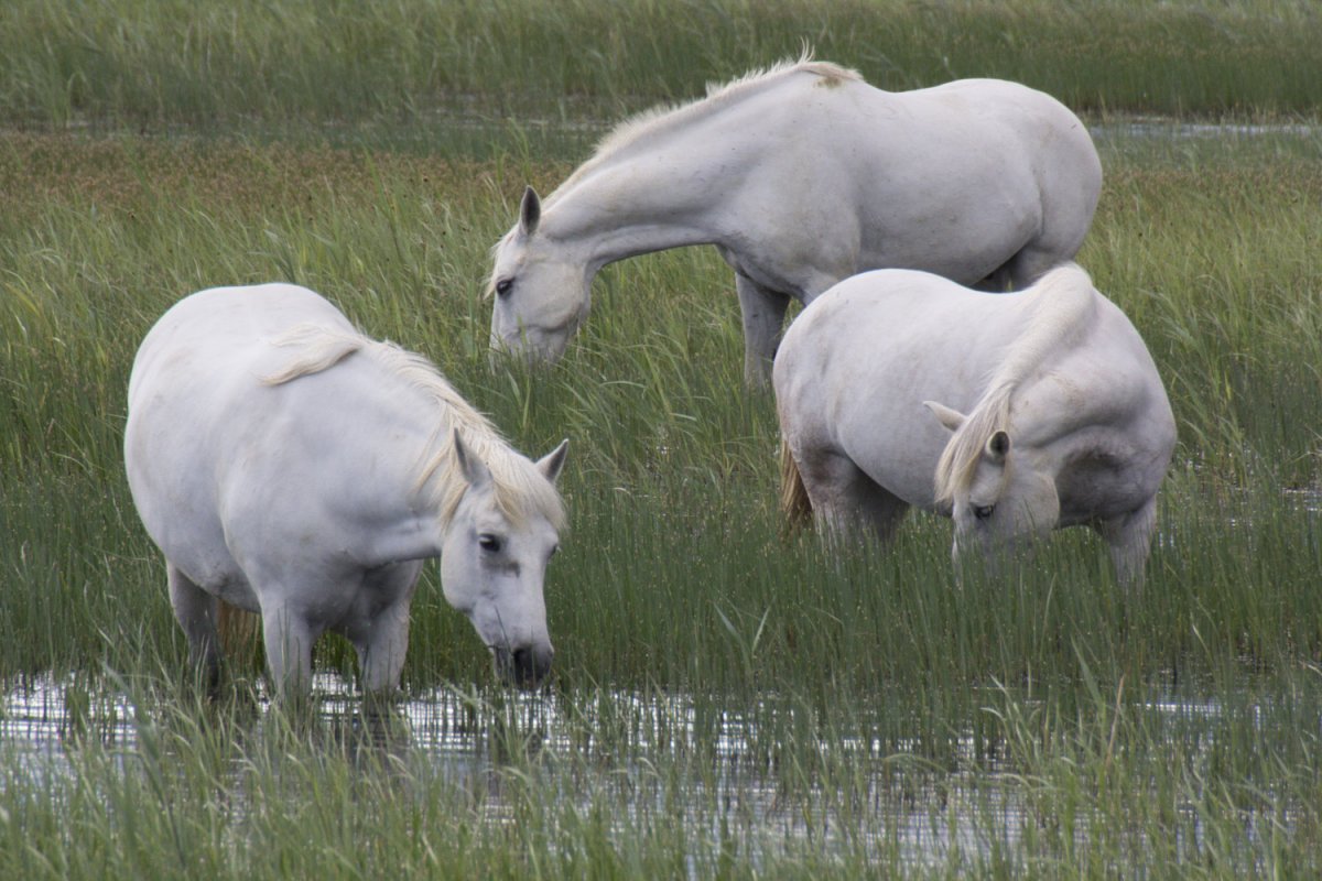 Thanks to our Horse Riding friend for this local photo of RUJ and his friends splashing around..
