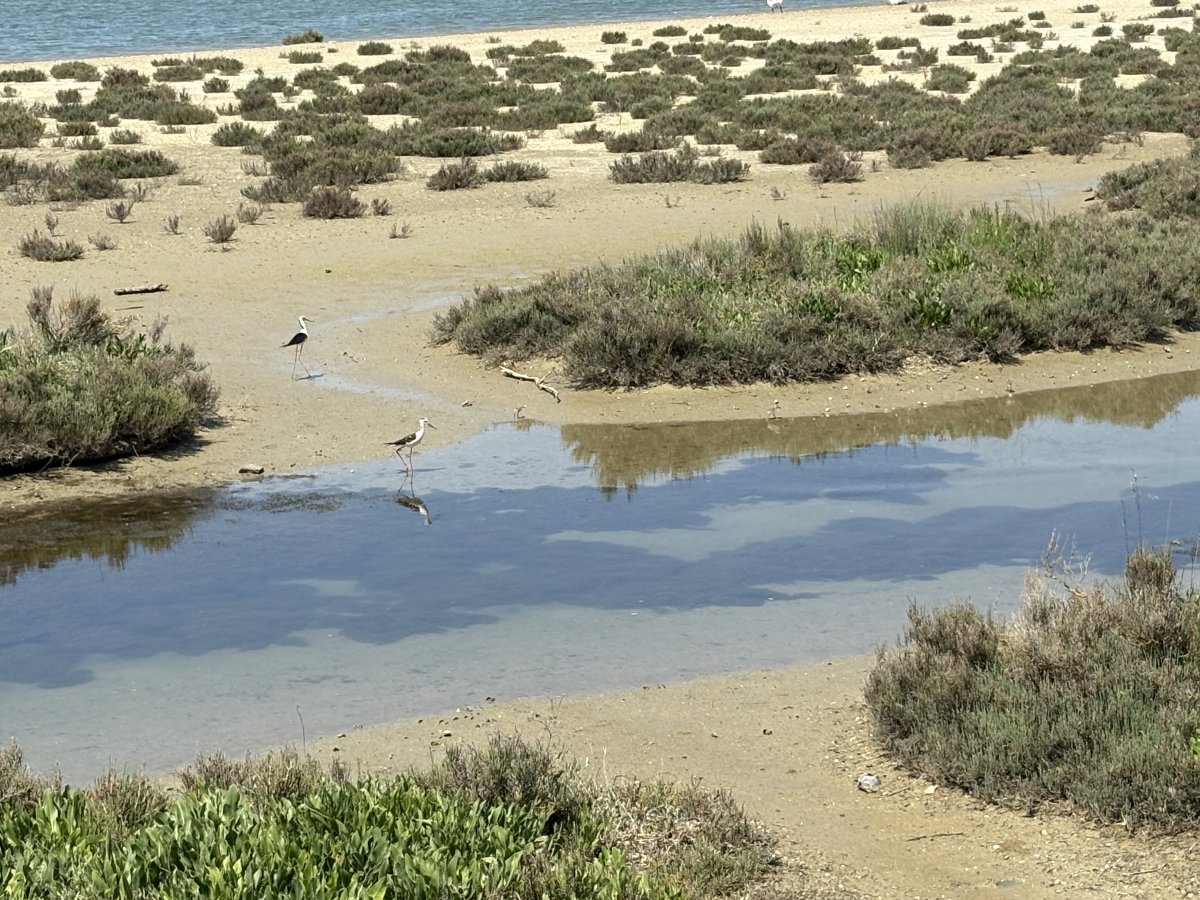 You can hardly see the tiny chicks scurrying around in this photo, but very easy to see and hear them from behind the HIDE..