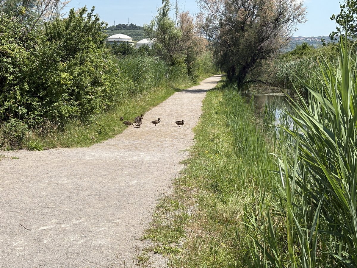 A quacking place to cross the path..