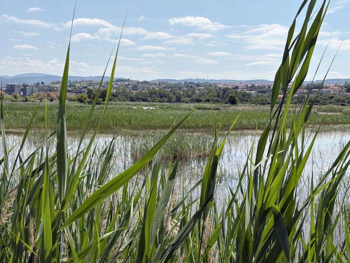 Make sure you spot the small herd of white camargue horses that live here in the reserve and look a bit like Slovenian Lipizzaners..