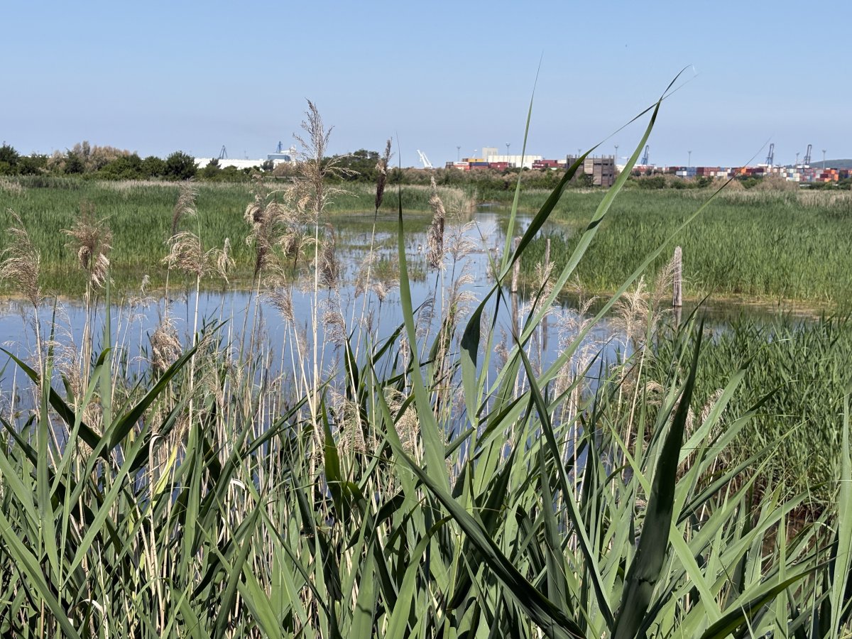 A powerful picture of commerce and nature living side by side..