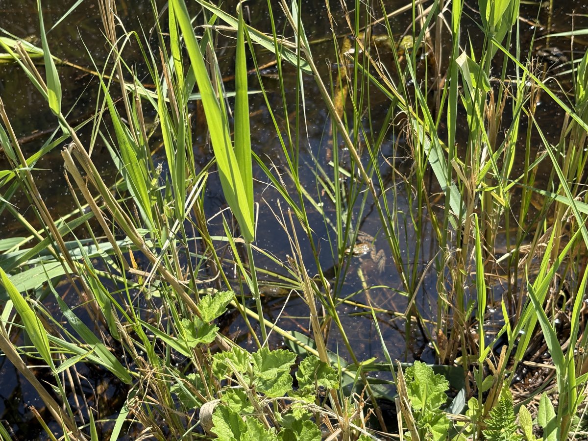 There were lots of frogs in the fresh water canal, but this is the only fella we managed to get a decent photo of..