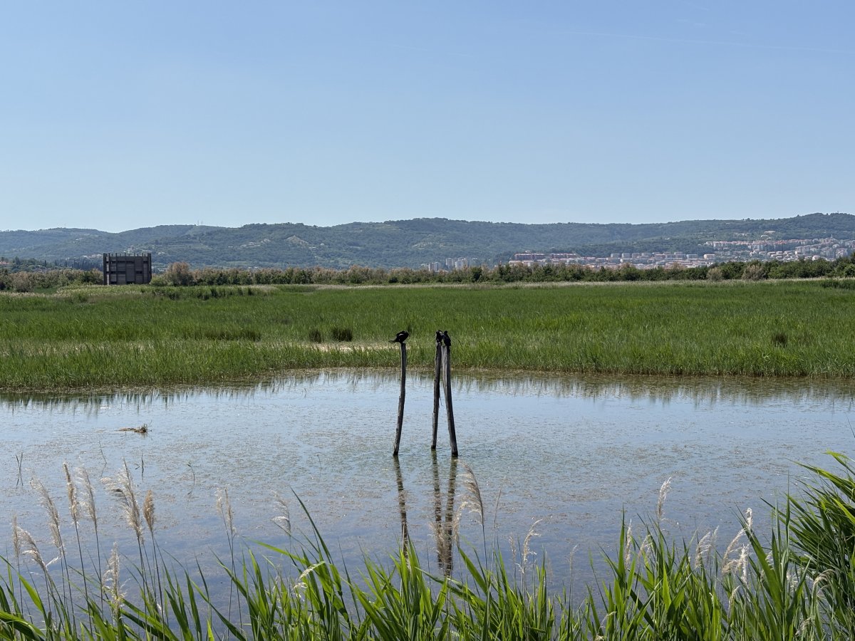 Koper Marine Nature Reserve